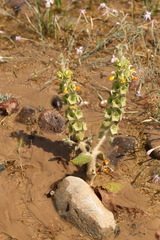 Phlomoides isochila