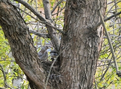Turdus pilaris