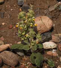 Phlomoides isochila