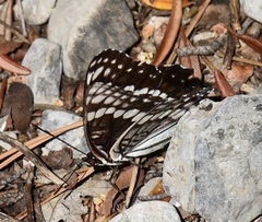 Limenitis weidemeyerii nevadae