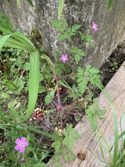 Geranium robertianum