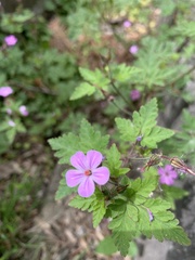 Geranium robertianum