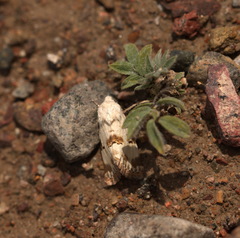 Acontia lucida