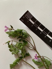 Geranium robertianum