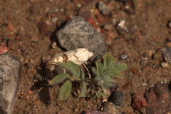 Acontia lucida