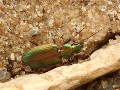 Agonum marginatum