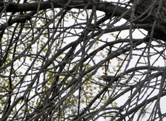 Chloris chloris