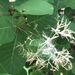 American Smoketree - Photo (c) Julia Gregory, some rights reserved (CC BY-NC), uploaded by Julia Gregory