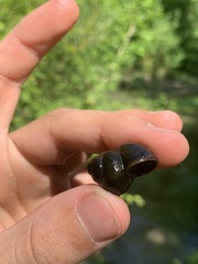Viviparus contectus