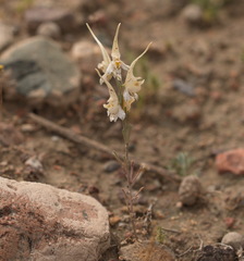 Delphinium leptocarpum