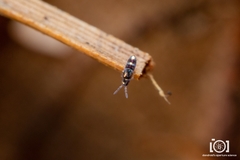 Lepidocyrtus fimicolus