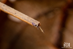 Lepidocyrtus fimicolus