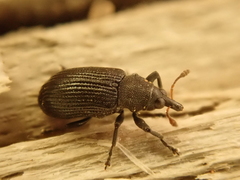 Magdalis ruficornis