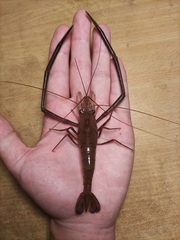 Macrobrachium nipponense