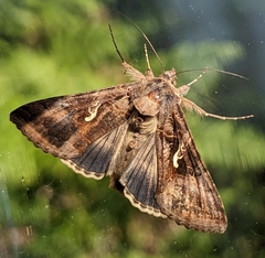 Autographa gamma