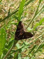 Autographa gamma