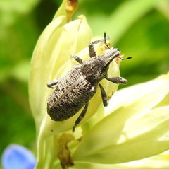Asproparthenis punctiventris