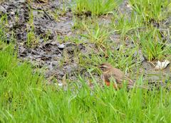Turdus iliacus
