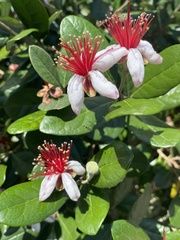 Feijoa