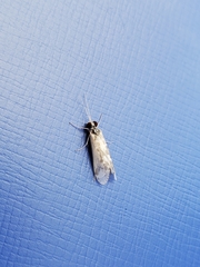 Trichoptera