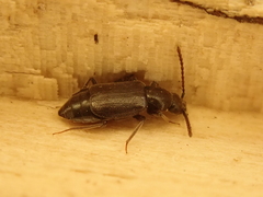Lesteva longoelytrata