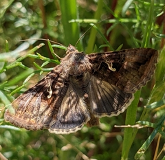 Autographa gamma