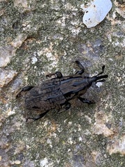 Sphenophorus cariosus
