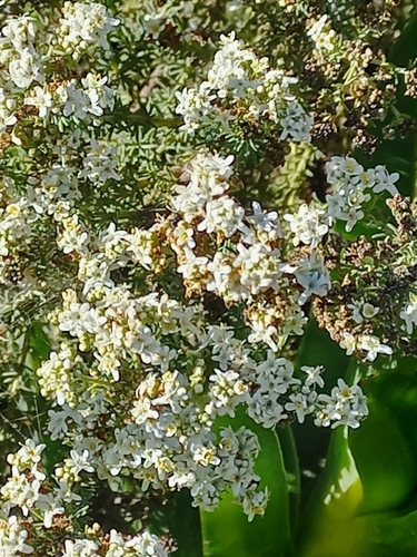 Image of Selago glomerata by no rights reserved