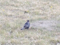 Euphagus