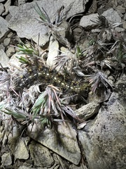 Hemileuca eglanterina