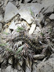 Hemileuca eglanterina