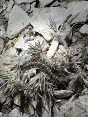 Hemileuca eglanterina