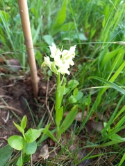 Dactylorhiza sambucina