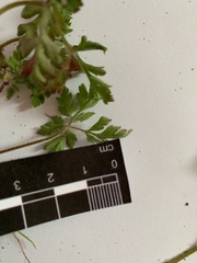 Geranium robertianum