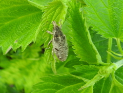 Asproparthenis punctiventris