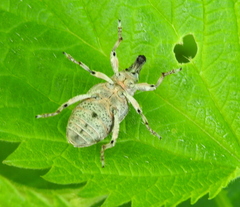 Asproparthenis punctiventris