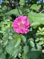 Rosa