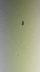 Probolomyrmex