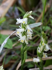 Spiranthes lucida