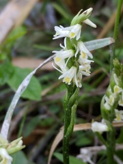 Spiranthes lucida
