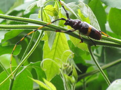 Trachyderes elegans