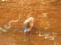 Clemnius decoratus
