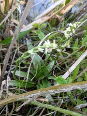 Spiranthes lucida