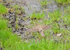 Turdus iliacus