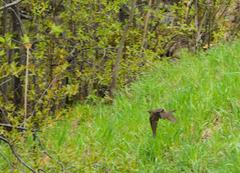 Turdus iliacus