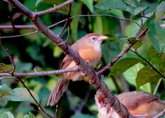 Dumetia hyperythra phillipsi