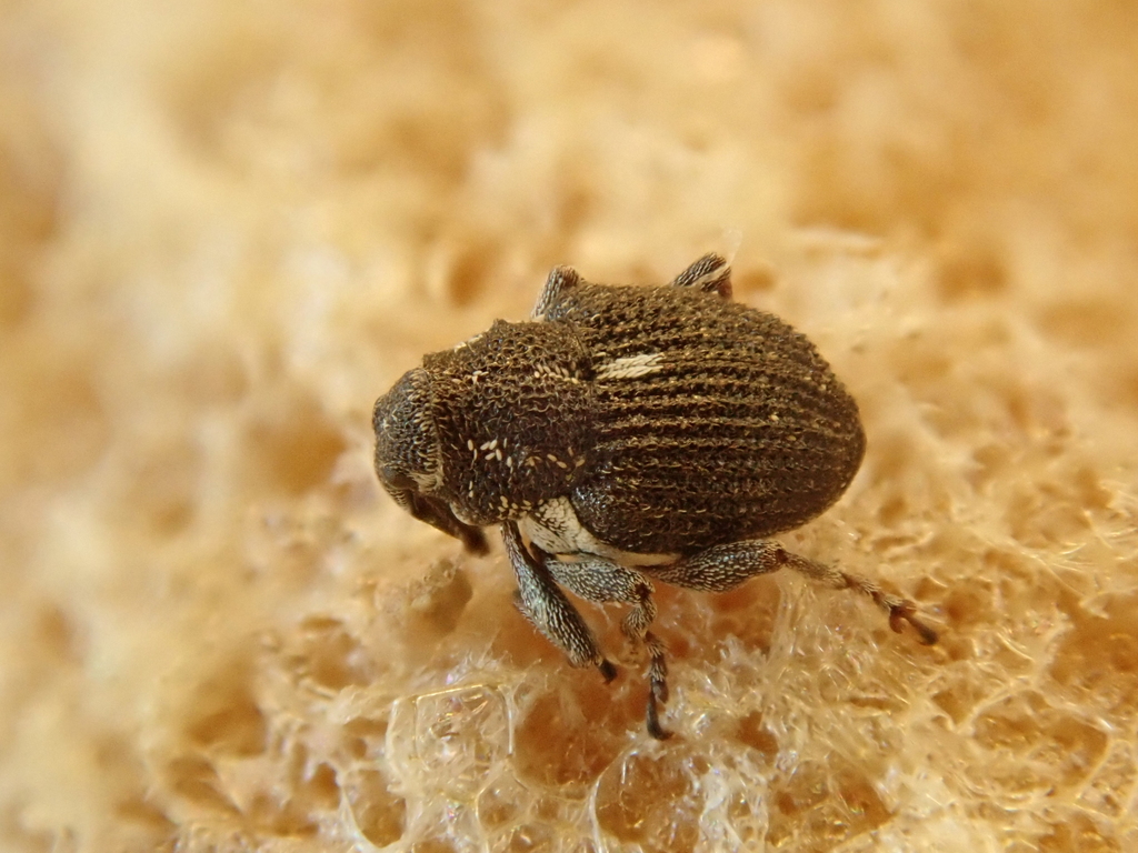 Homorosoma validirostre