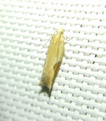 Pseudexentera costomaculana