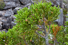 Athrotaxis cupressoides