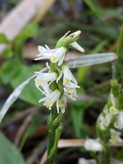 Spiranthes lucida